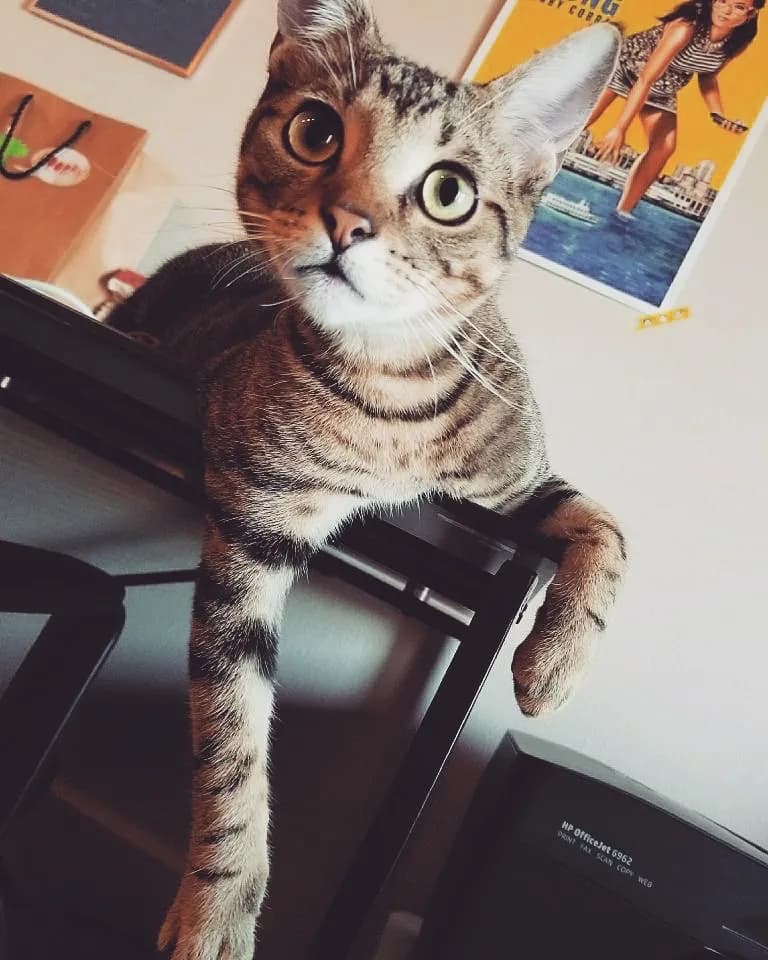 Tiger & Ali Wong