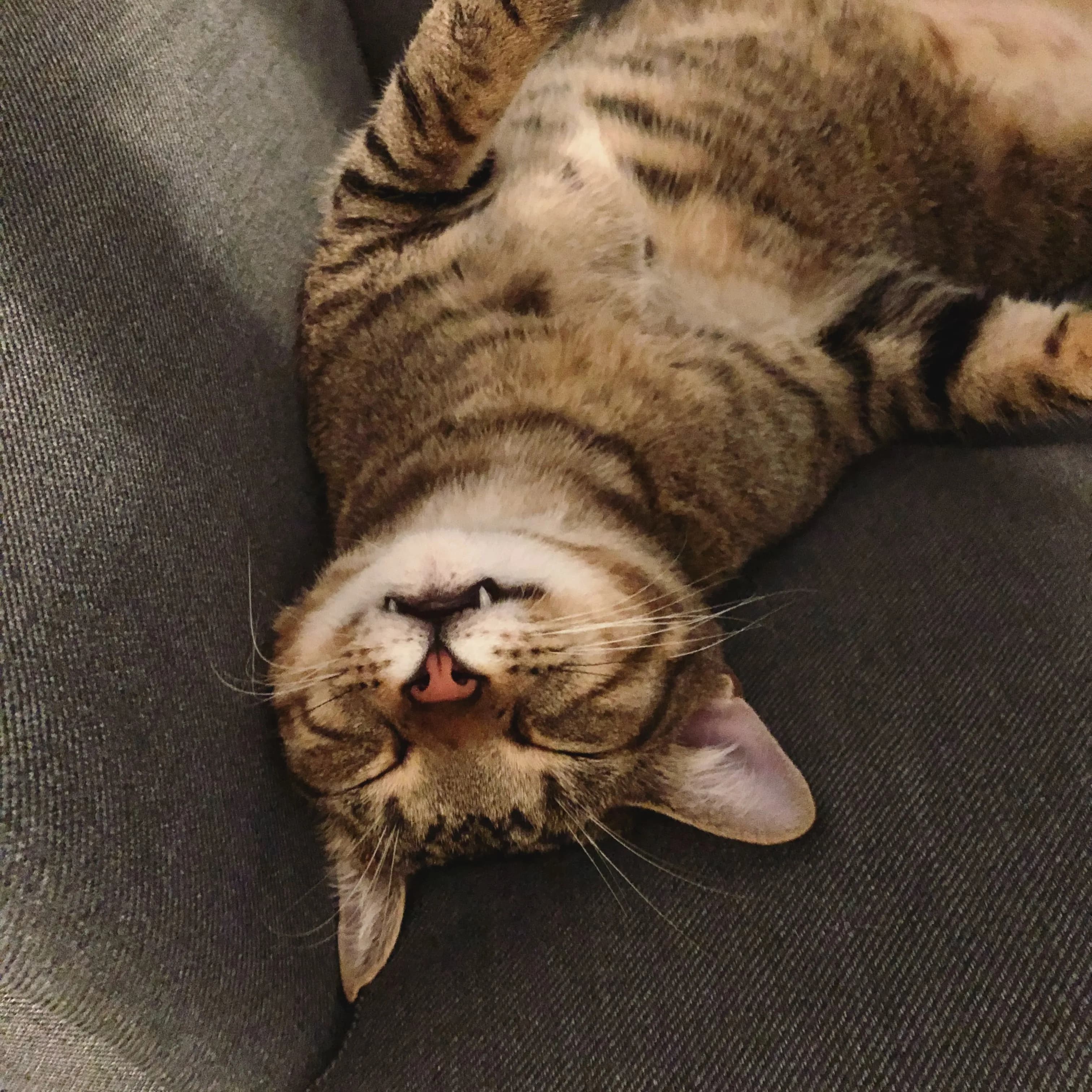 Tiger sleeping
